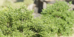Outdoor Bushes Collection vol 89-Blender