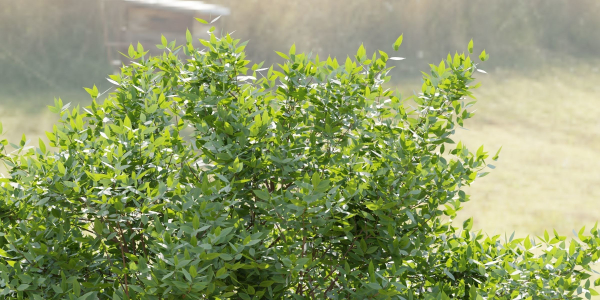Outdoor Bushes Collection vol 89-Blender