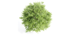 Outdoor Bushes Collection vol 89-Blender
