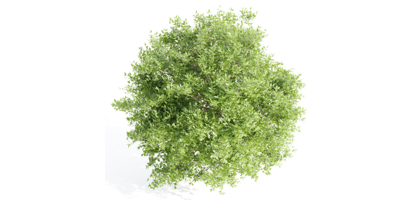 Outdoor Bushes Collection vol 89-Blender