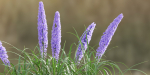 outdoor flowering bush collection vol 74-Blender