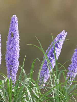 outdoor-flowering-bush-collection-vol-74-blender-3d-model-61d2f275fc