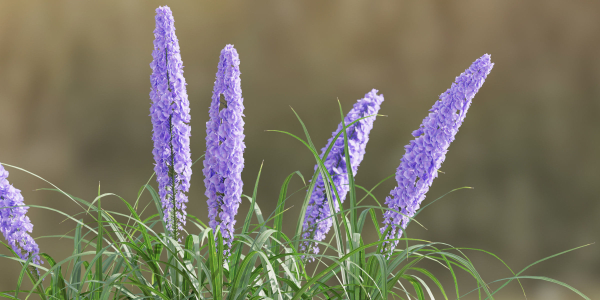 outdoor flowering bush collection vol 74-Blender