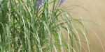 outdoor flowering bush collection vol 74-Blender