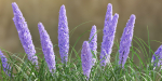 outdoor flowering bush collection vol 74-Blender