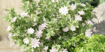 outdoor garden collection vol 73-Blender