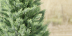 outdoor garden collection vol 73-Blender