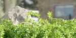 outdoor garden collection vol 73-Blender