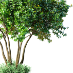 Outdoor garden plant tree Shrub