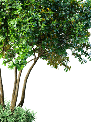 outdoor-garden-plant-tree-shrub-3d-model-75d63e2f4a