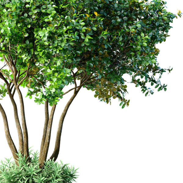 Outdoor garden plant tree Shrub