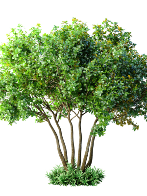 Outdoor garden plant tree Shrub