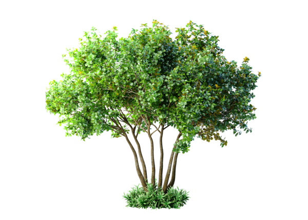 Outdoor garden plant tree Shrub