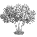 Outdoor garden plant tree Shrub