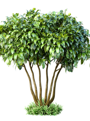 Outdoor garden plant tree shrub Bush Backyard