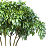 Outdoor garden plant tree shrub Bush Backyard