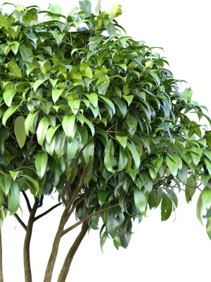 outdoor-garden-plant-tree-shrub-bush-backyard-3d-model-6f5c86d1e2