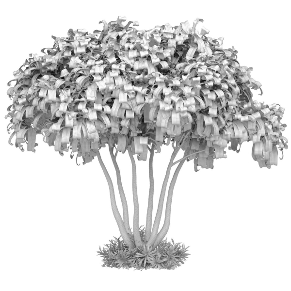 Outdoor garden plant tree shrub Bush Backyard