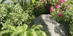 Outdoor Garden Plants Collection vol 136-Blender