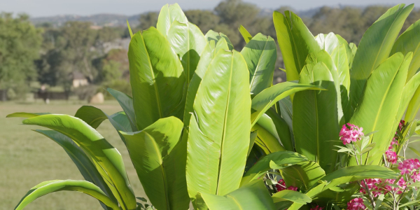 Outdoor Garden Plants Collection vol 136-Blender