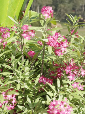 outdoor-garden-plants-collection-vol-136-blender-3d-model-4dd1e1ca7d