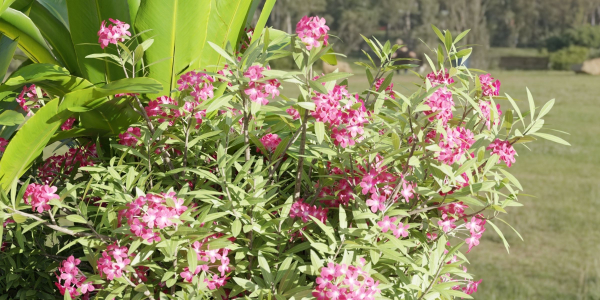 Outdoor Garden Plants Collection vol 136-Blender