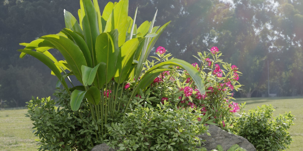 Outdoor Garden Plants Collection vol 136-Blender