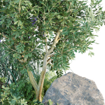 outdoor garden plants collection vol 69