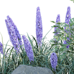 outdoor garden plants collection vol 69