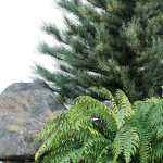 outdoor garden plants collection vol 69