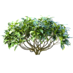 Outdoor garden plants shrubs bush tree