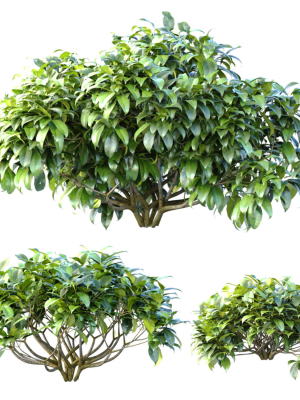 Outdoor garden plants shrubs bush tree