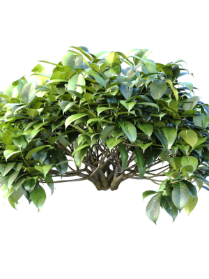 outdoor-garden-plants-shrubs-bush-tree-3d-model-afad28b18b