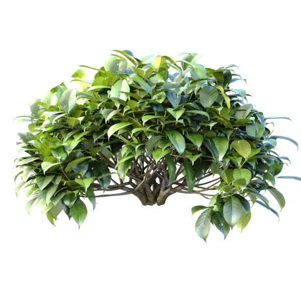 Outdoor garden plants shrubs bush tree