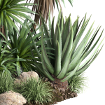 outdoor garden tree plant013 collection