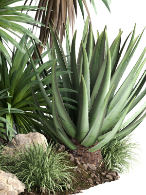 outdoor-garden-tree-plant013-collection-3d-model-307d1c2874