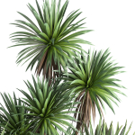 outdoor garden tree plant013 collection