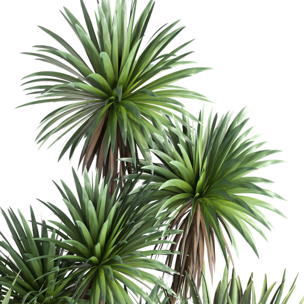 outdoor garden tree plant013 collection