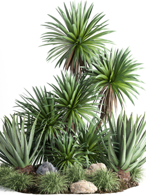 outdoor garden tree plant013 collection