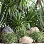 outdoor garden tree plant013 collection