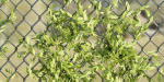 outdoor ivy fence collection vol 68-Blender