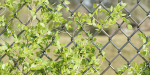 outdoor ivy fence collection vol 68-Blender