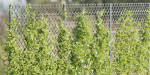 outdoor ivy fence collection vol 68-Blender