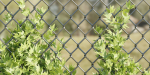 outdoor ivy fence collection vol 68-Blender