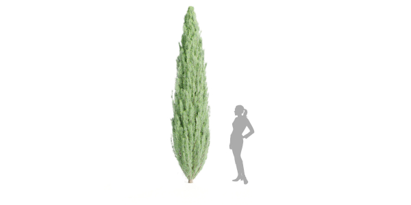 outdoor junipers collection vol 99-Blender