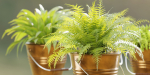 outdoor natural plants collection vol 65-Blender