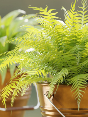 outdoor-natural-plants-collection-vol-65-blender-3d-model-2676aa8d99