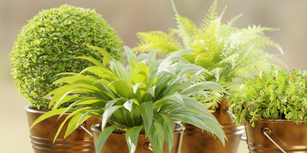 outdoor natural plants collection vol 65-Blender