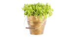outdoor natural plants collection vol 65-Blender
