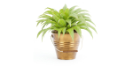 outdoor natural plants collection vol 65-Blender
